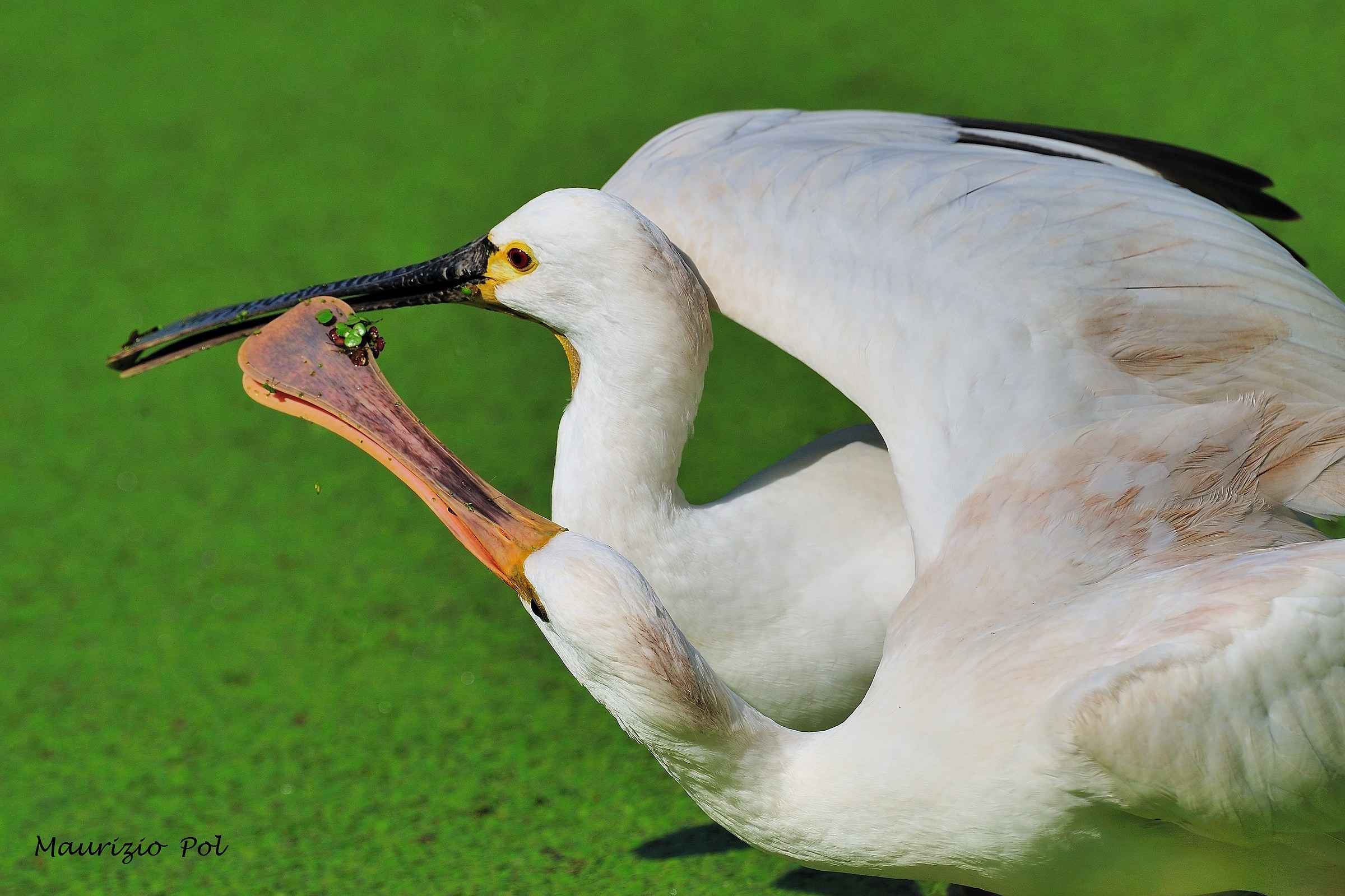 spatulas: Mom and young