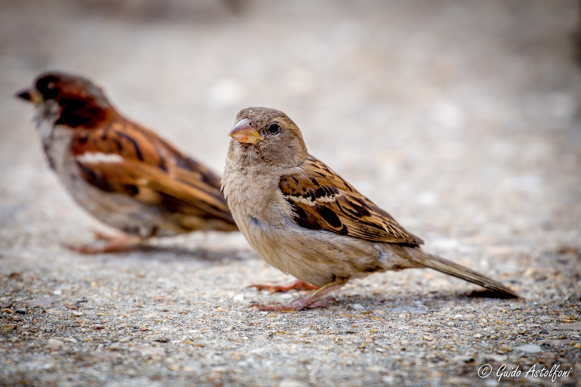 In cerca di cibo... - Place du Vieux Marché - Rouen
