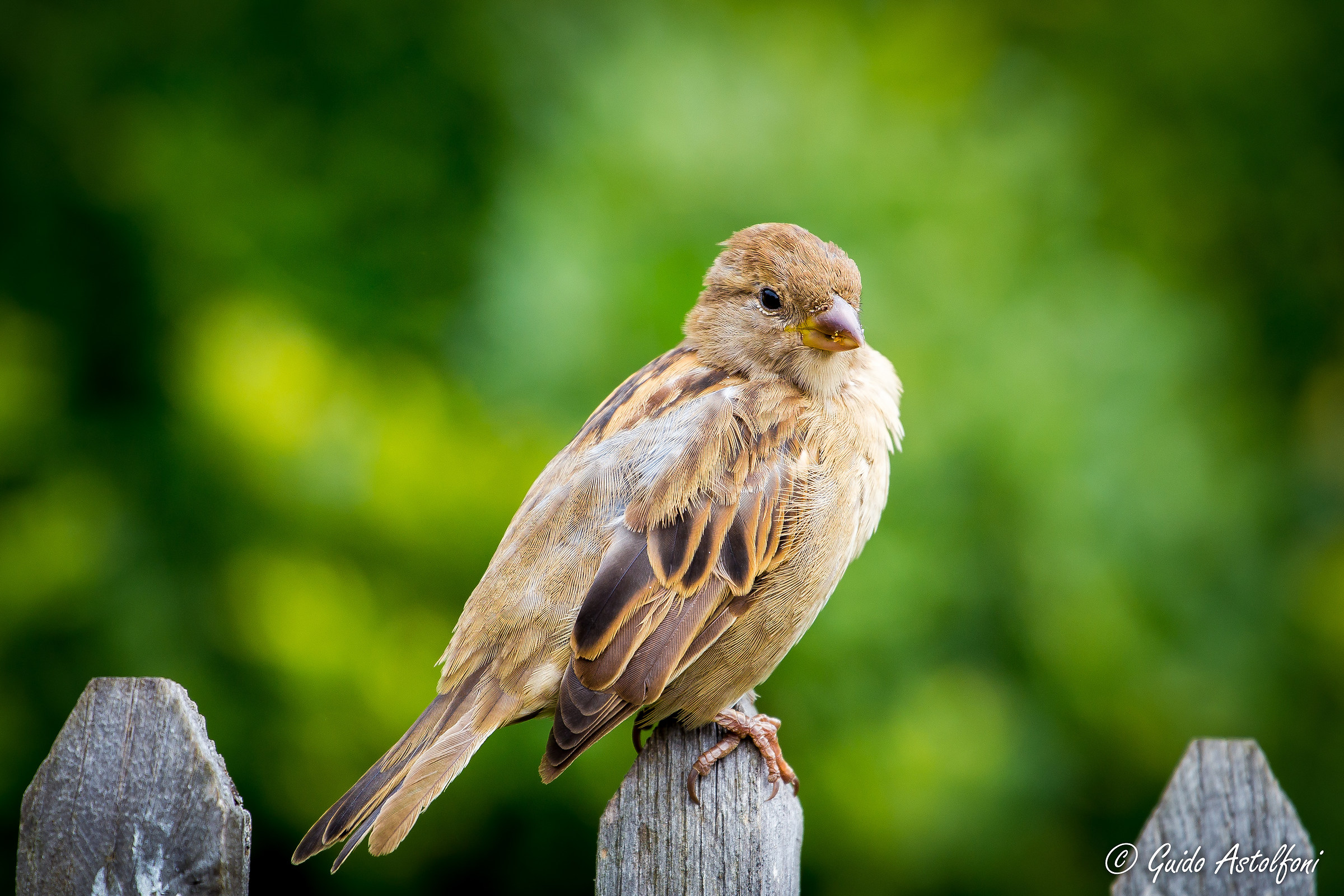 Passero solitario - Place du Vieux Marché - Rouen