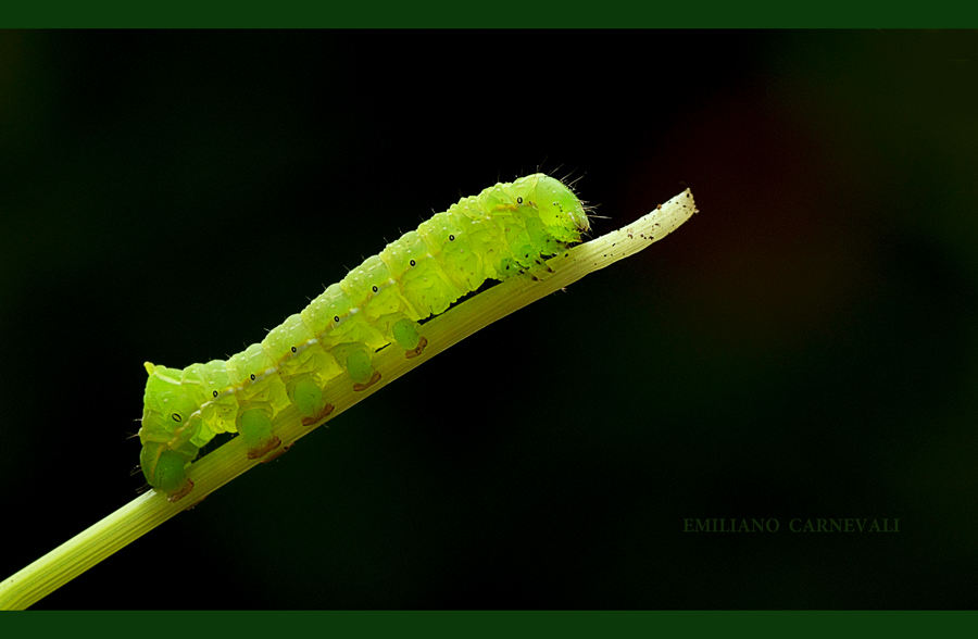 Caterpillar