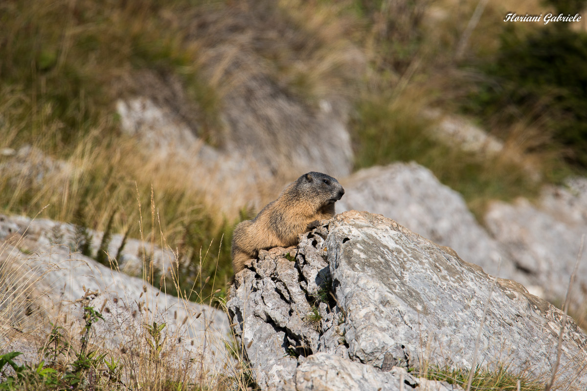 Marmot