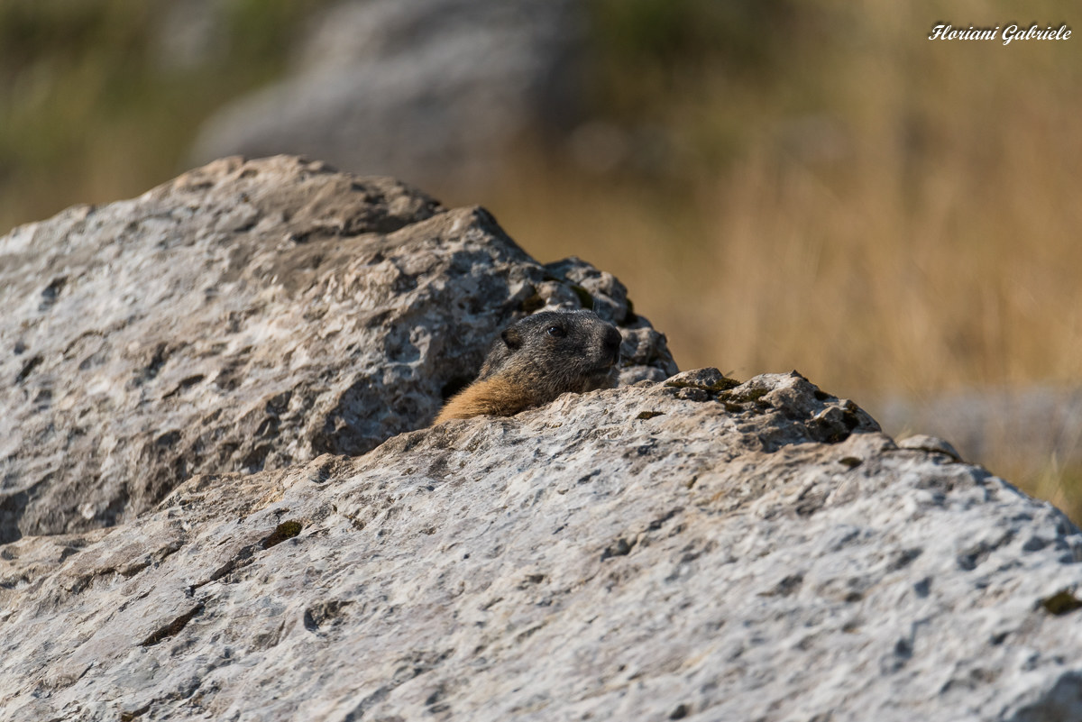 marmot