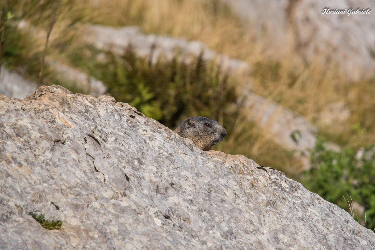 marmot curious