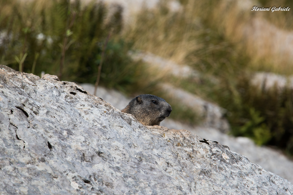 marmot curious