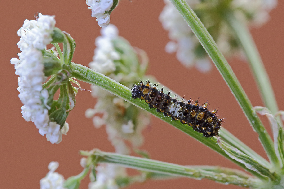 caterpillar of swallowtail