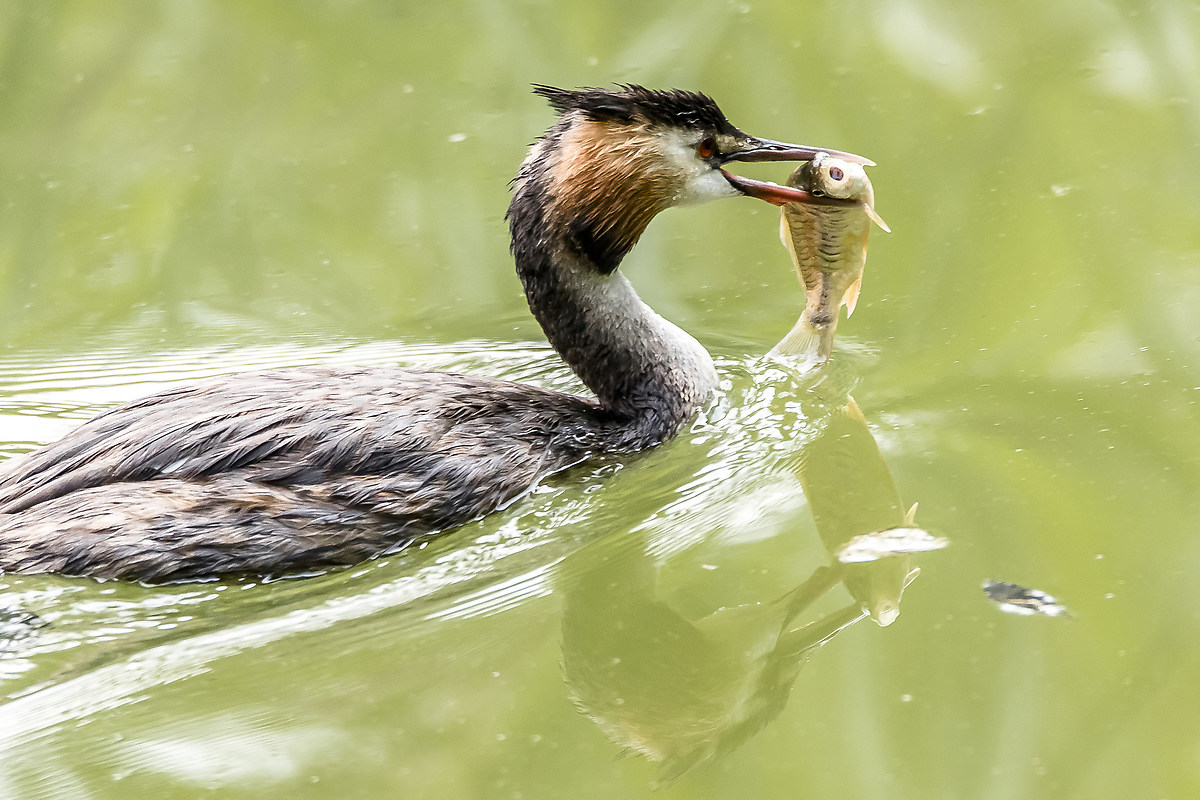 Great Crested Grebe with prey