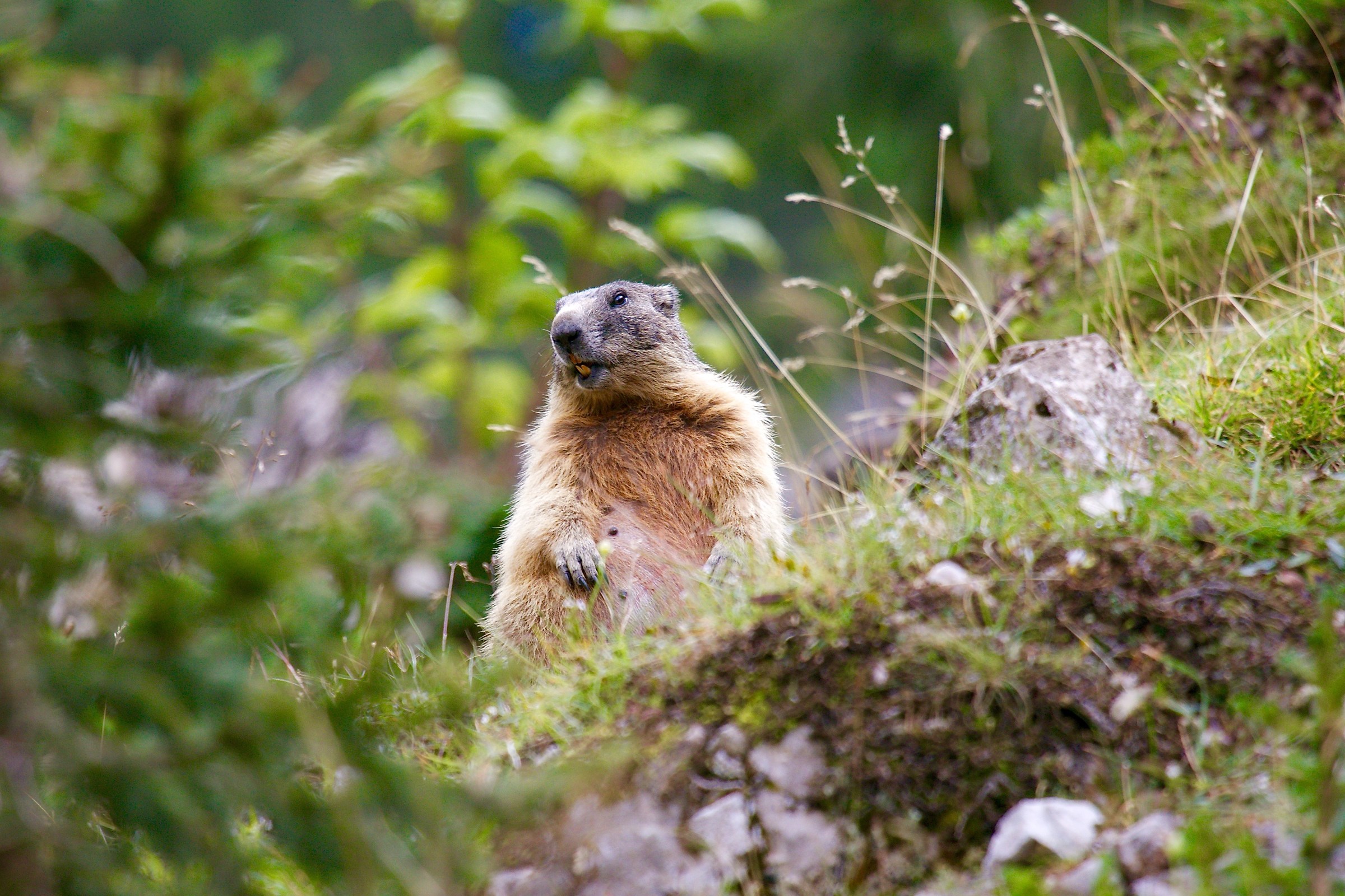 Marmot