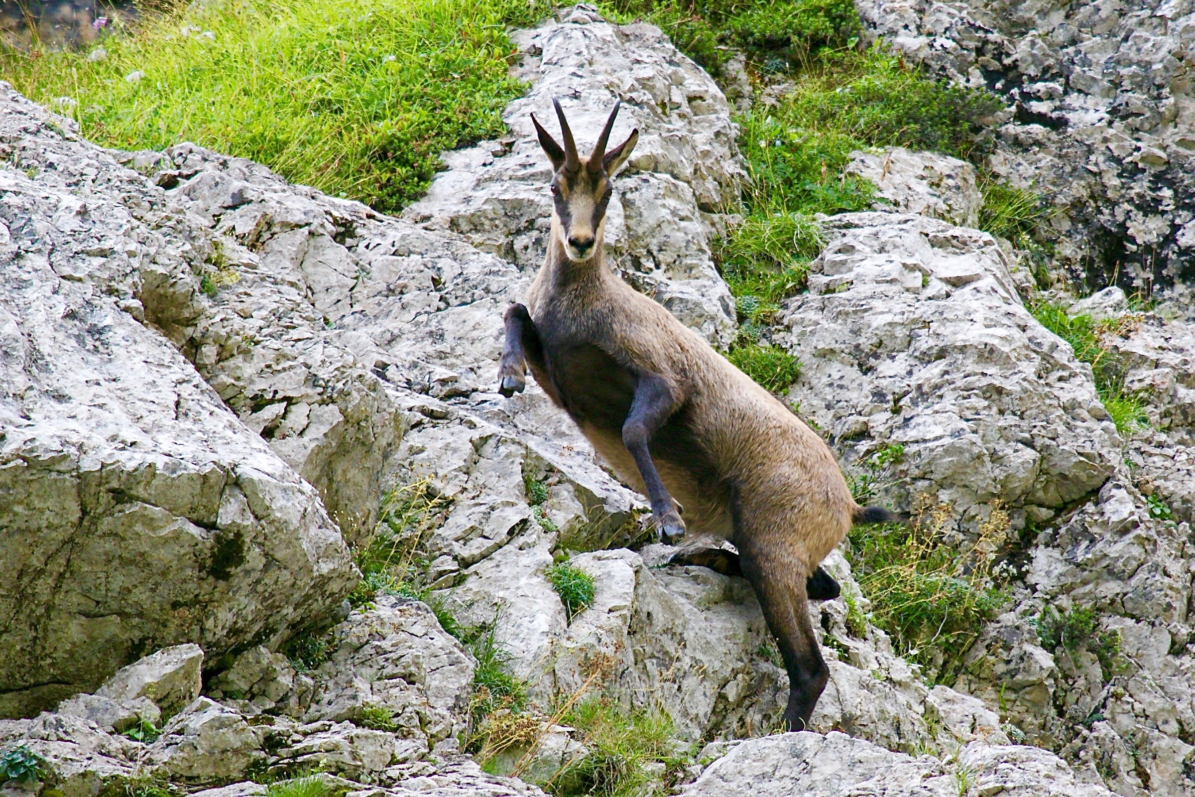 Chamois