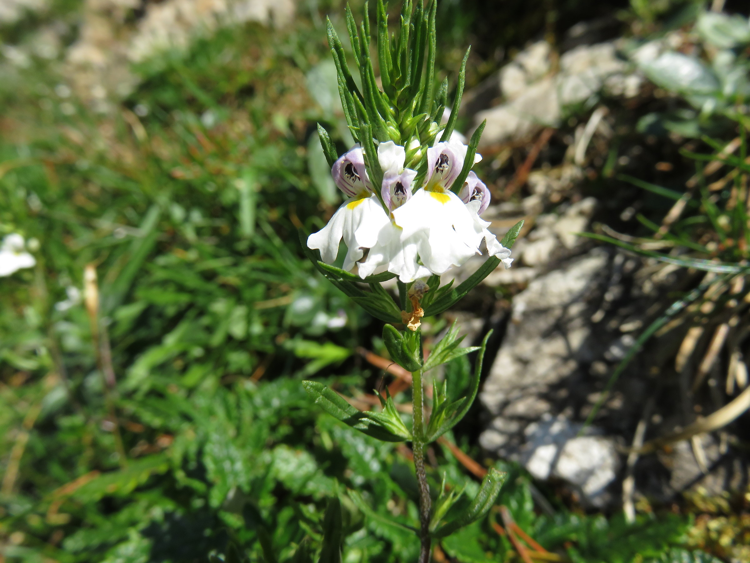 Euphrasia tricuspidata subsp. tricuspidata