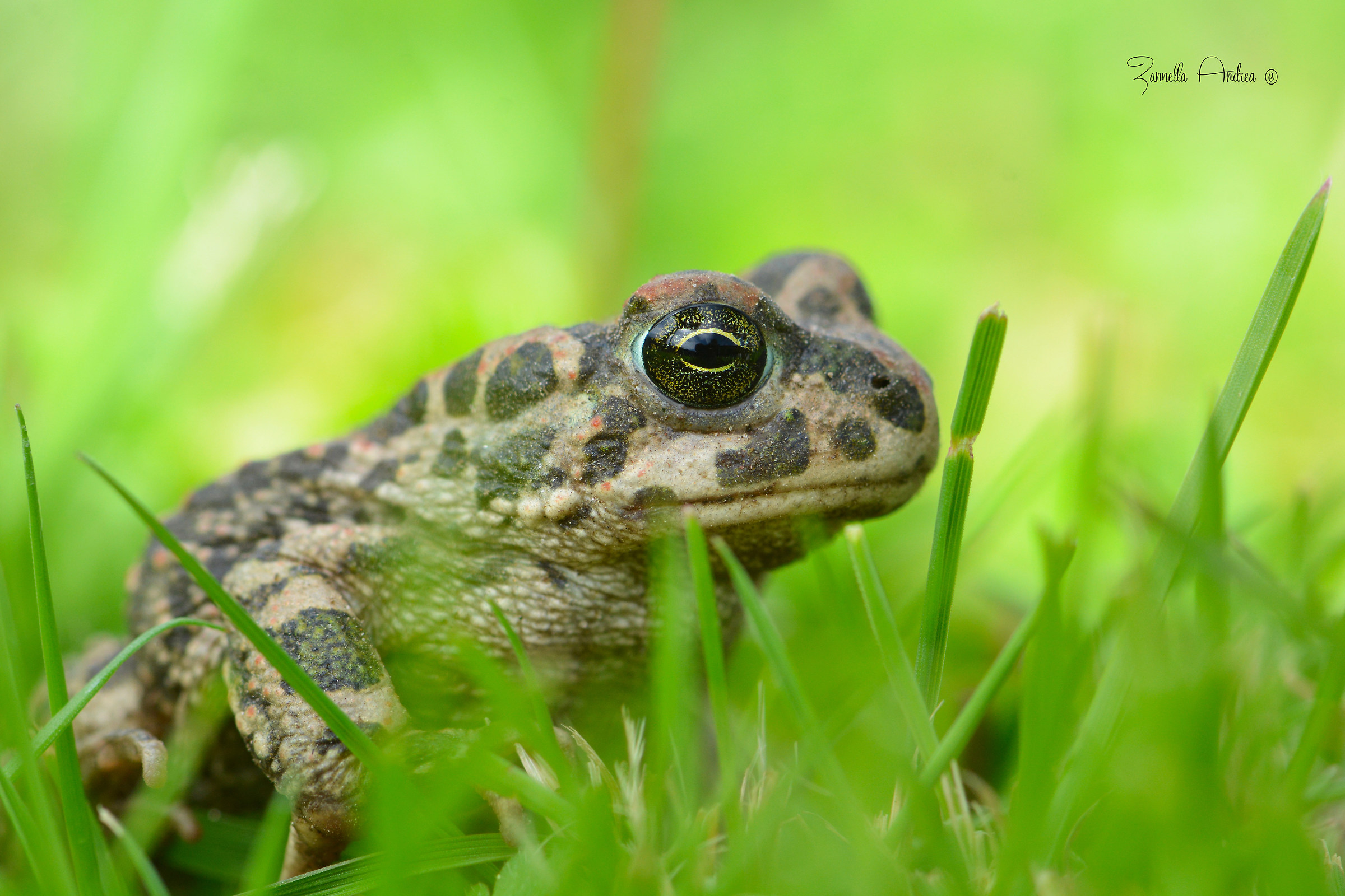 Green Toad