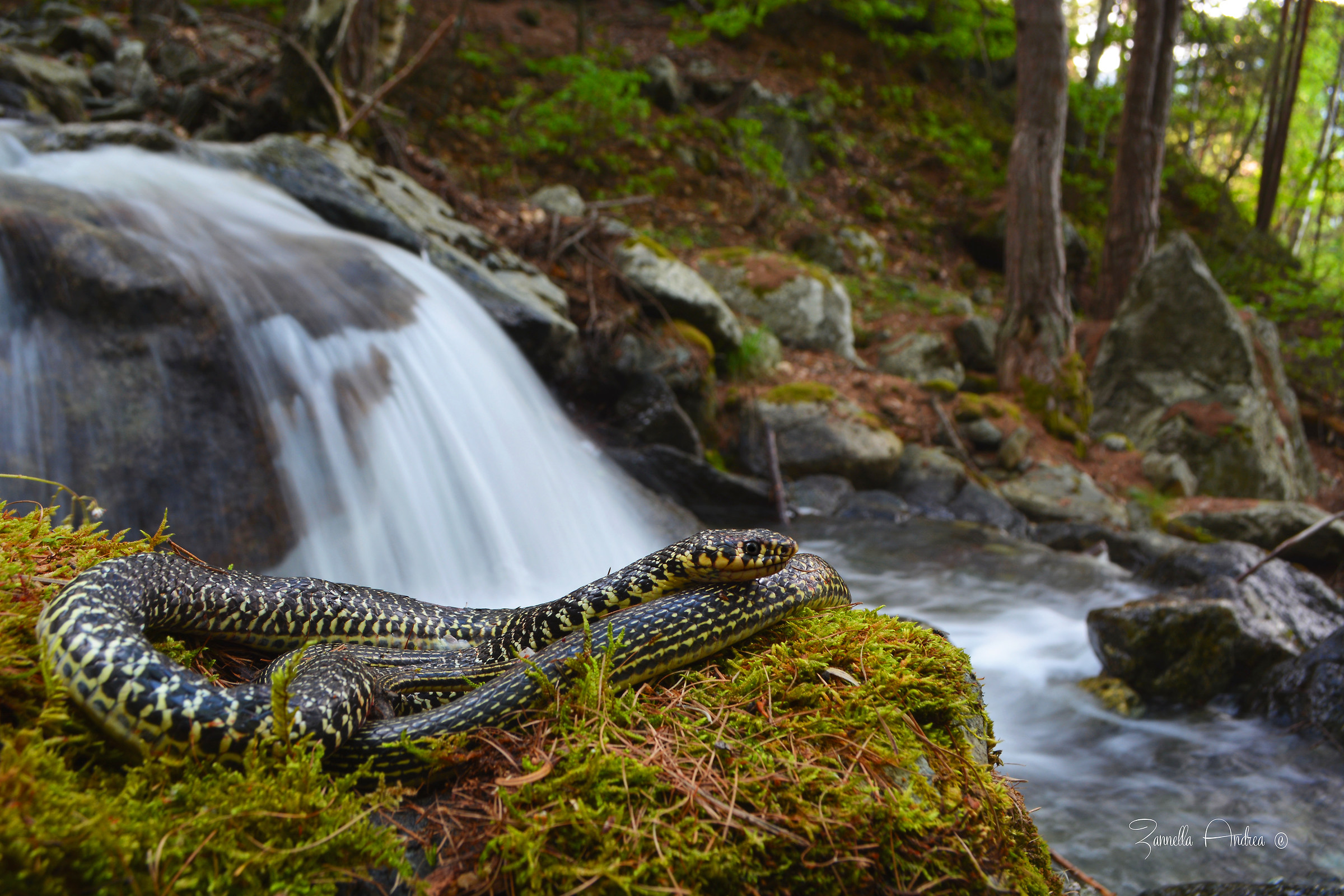 The rat snake and the waterfall