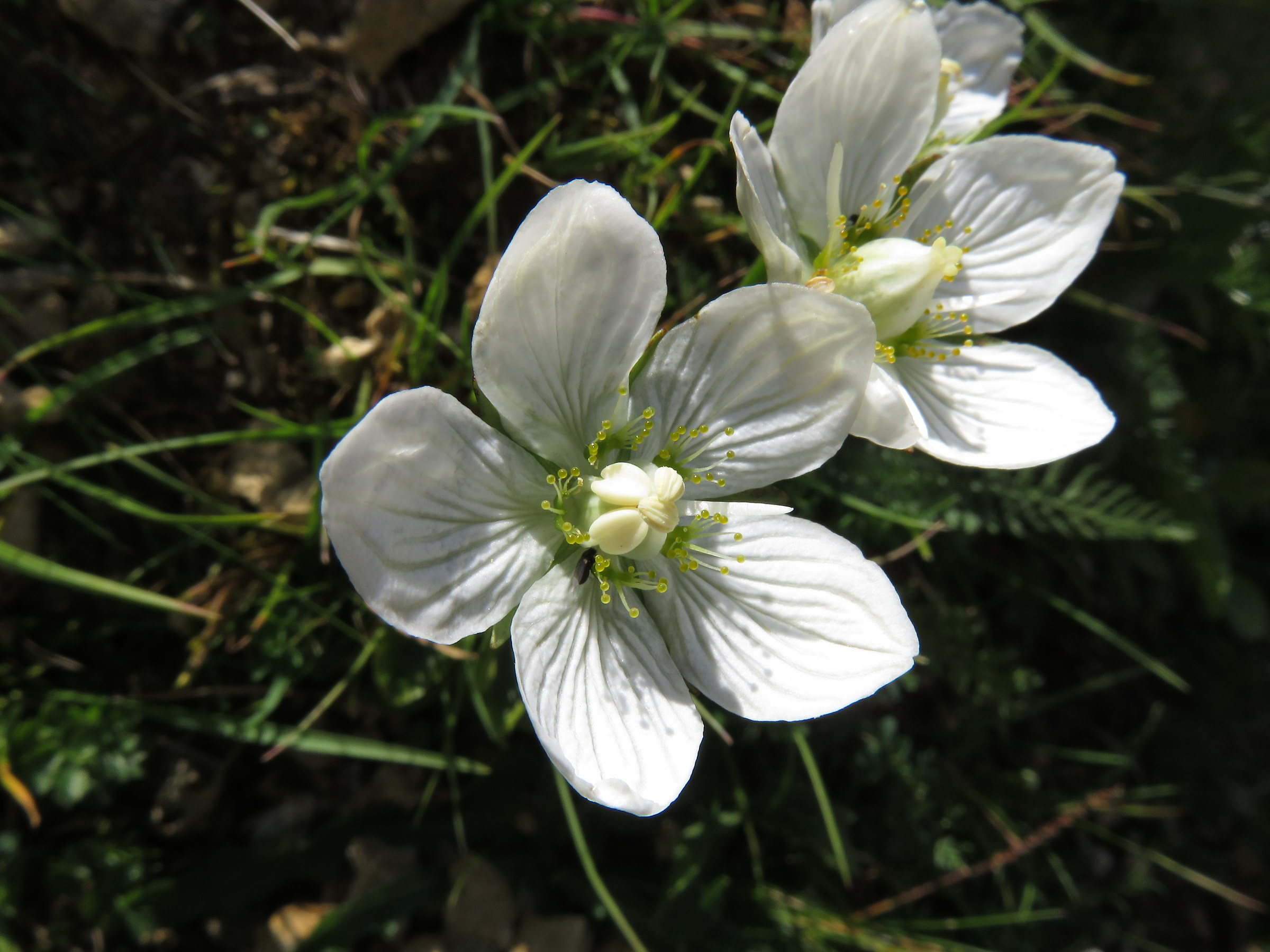 Parnassia palustris (Saxifragaceae)