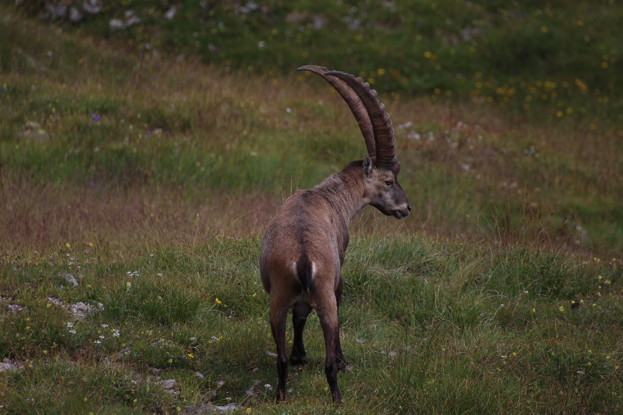 Se Non Rispondi Me Ne Vado...