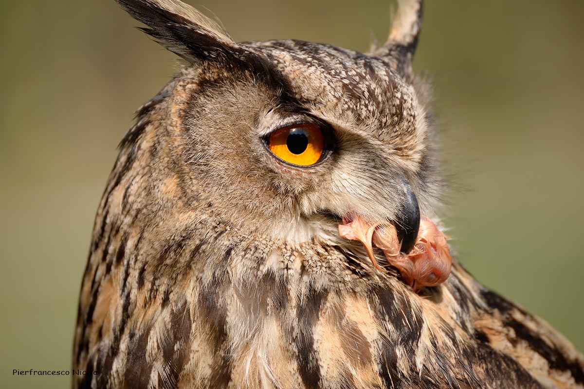 Eagle Owl