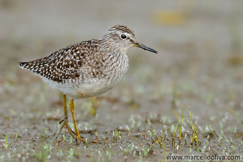 Sandpiper boschereccio