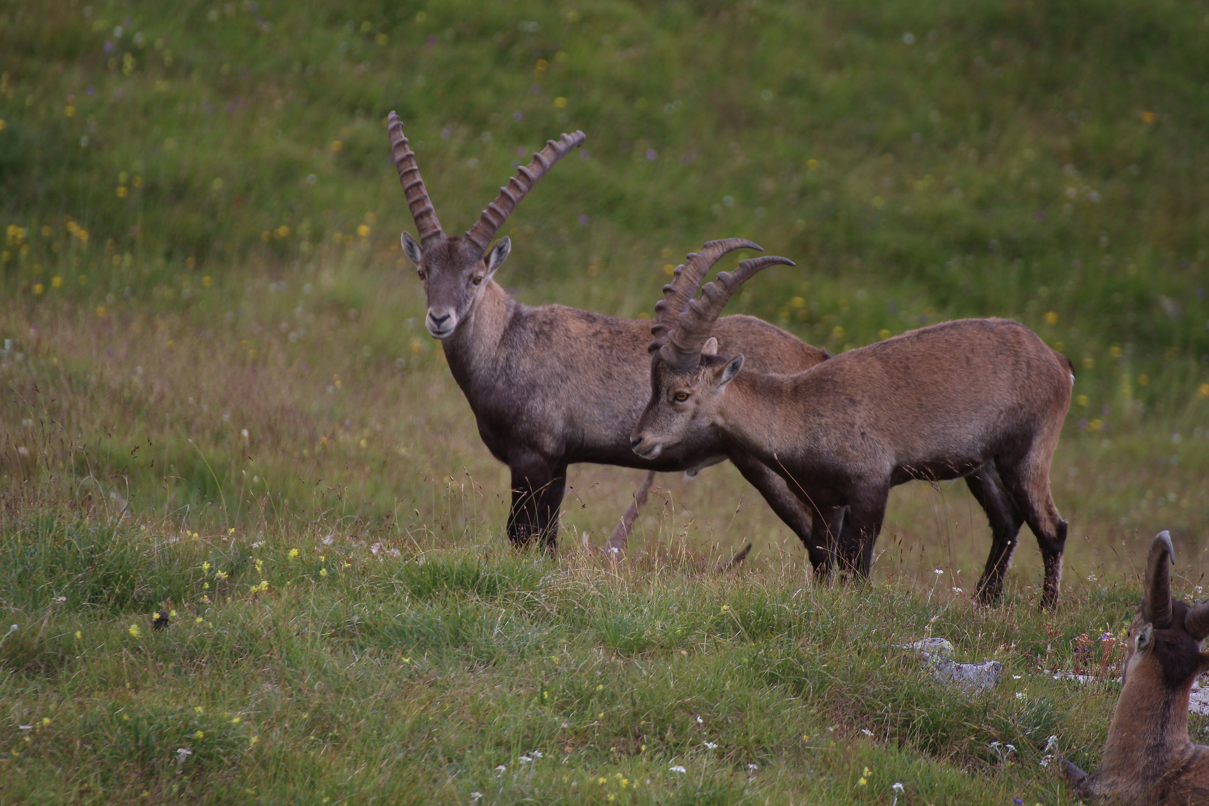 ...Anzi Noi Siamo Gli Stambecchi!