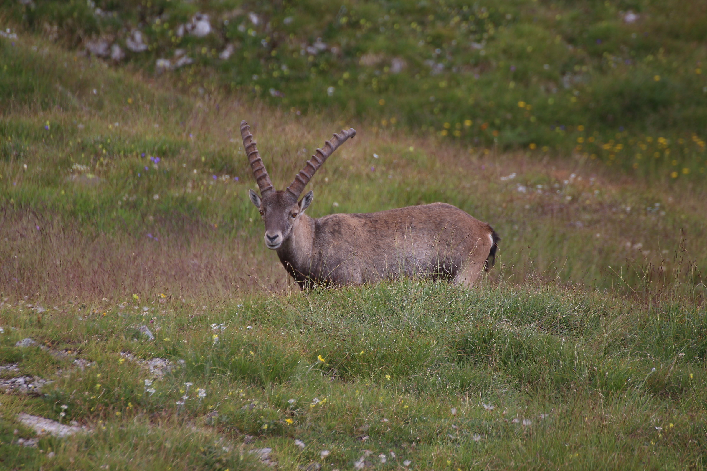 Come Sei Silenzioso!!!