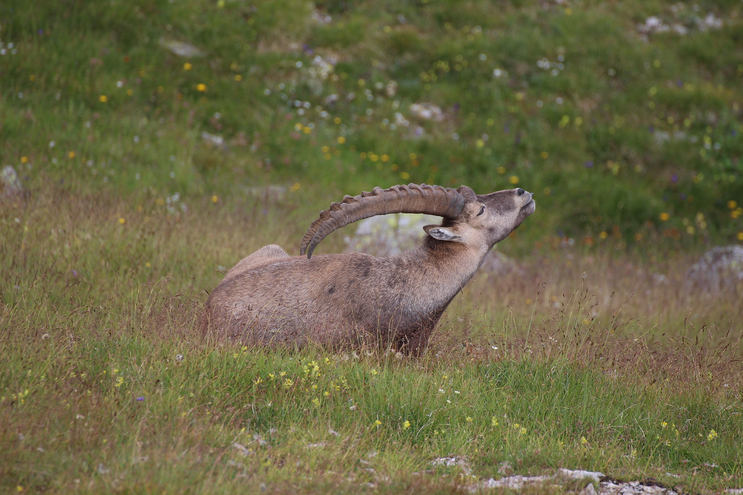Mentre Decidi Io Mi Gratto