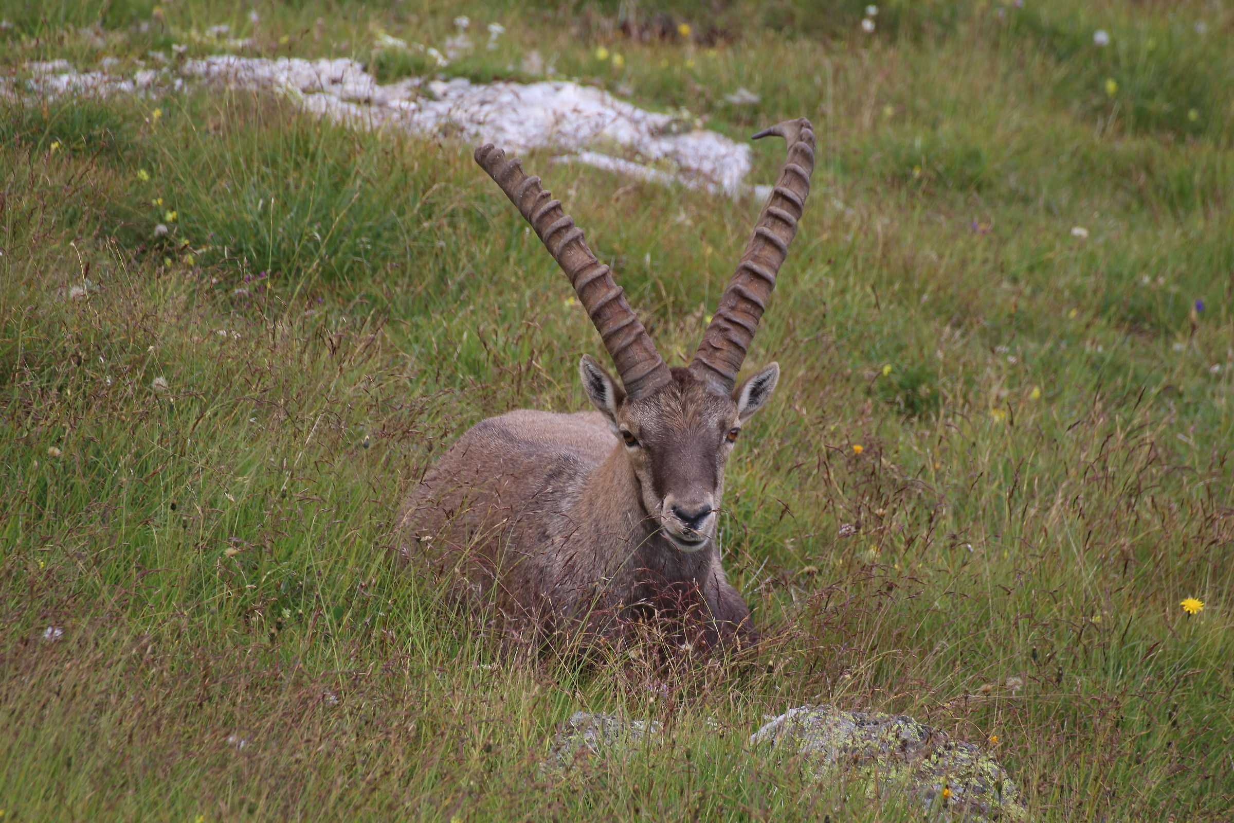 Rega Questo Non Parla!