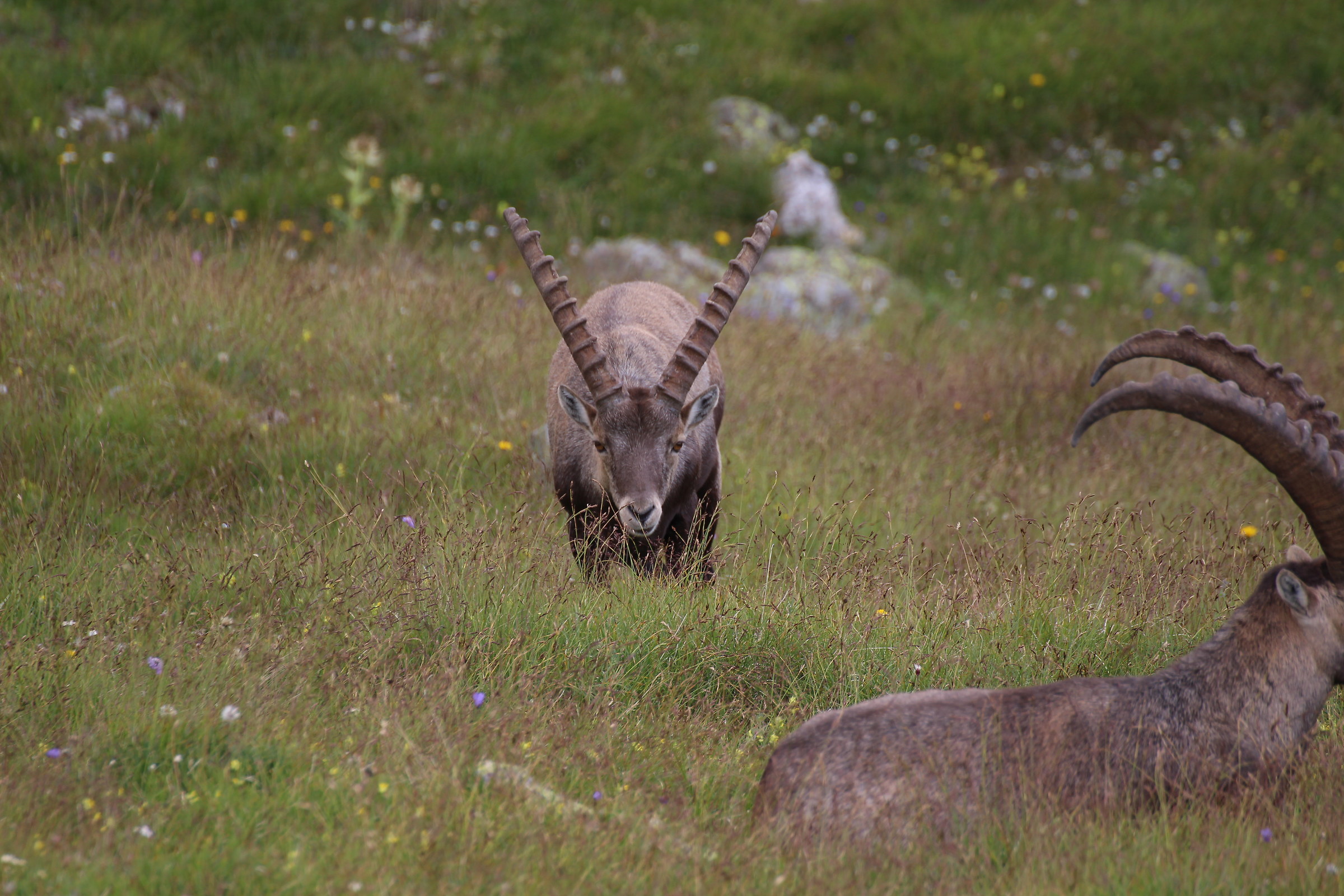 ...Se Lo Carico Dite Che Gli Si Scioglie La Lingua?