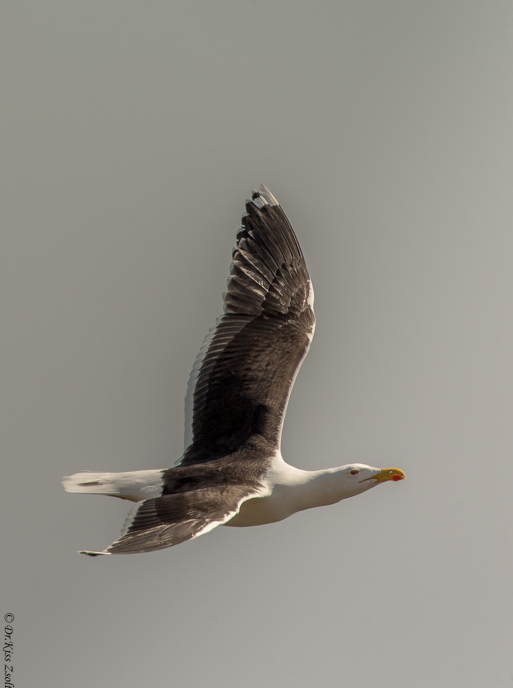 Gull in courtship display flight