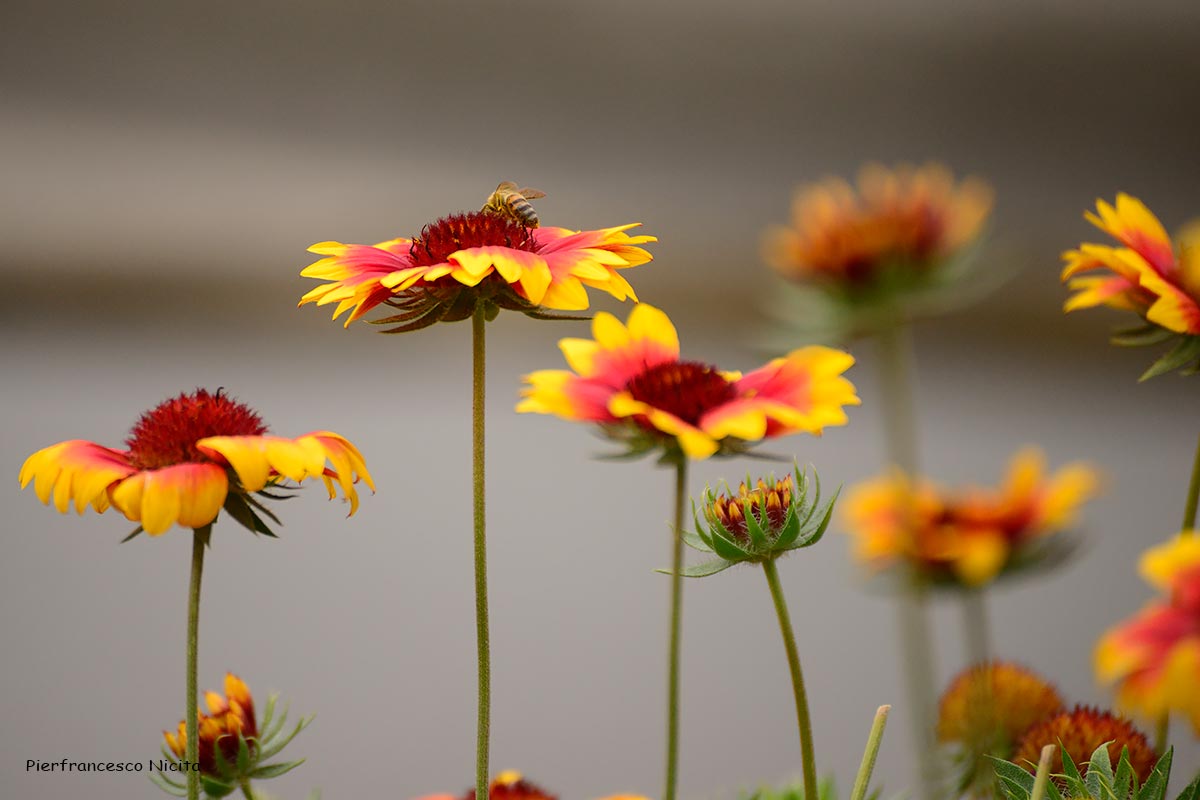 Flowers with insects 02
