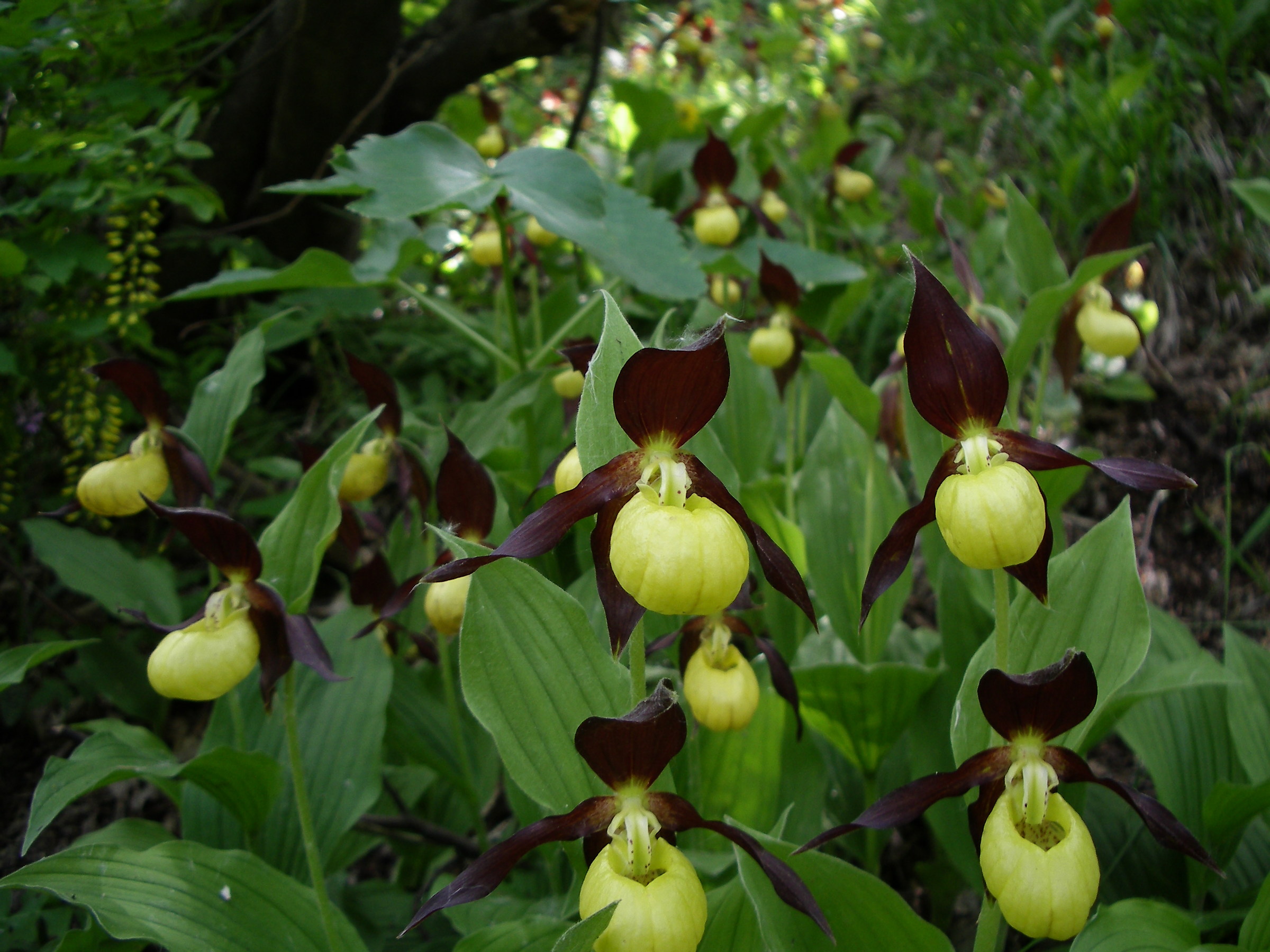 Cypripedium calceolus (Orchidaceae)