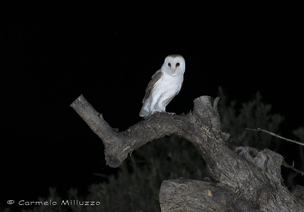 Barn Owl Barn _ _