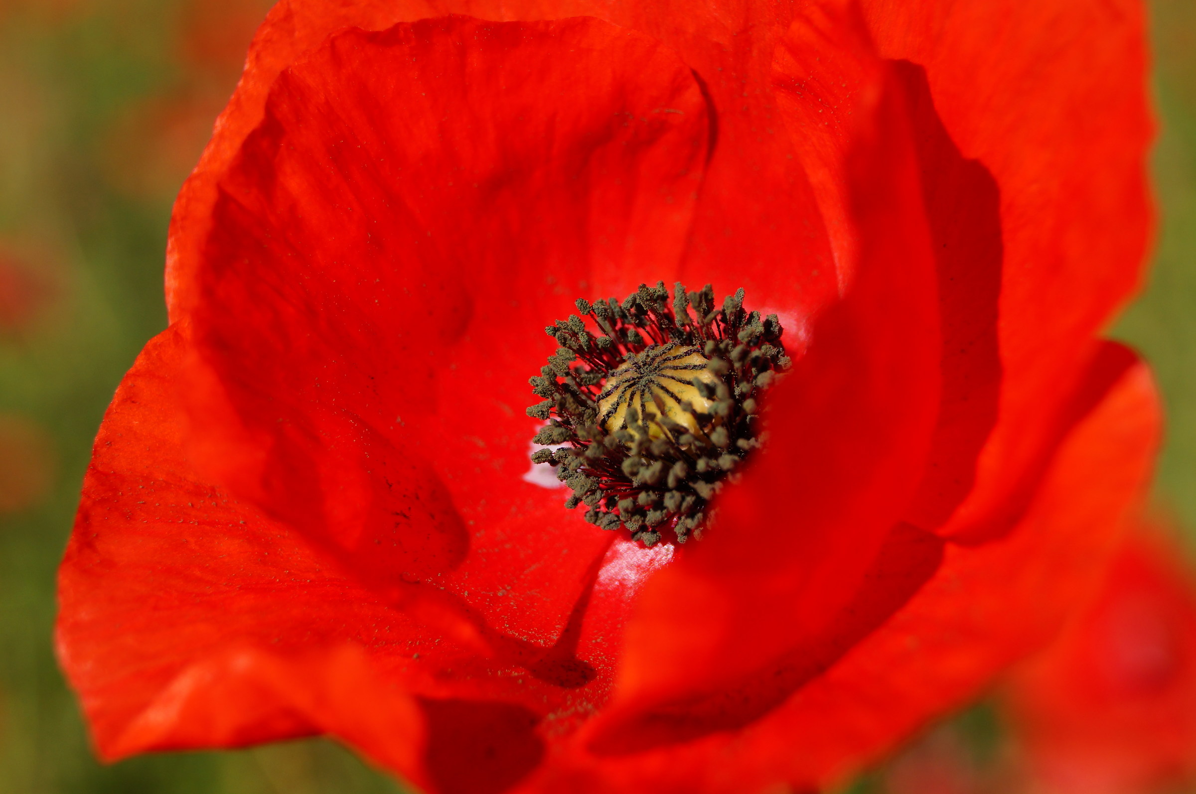 Papaver rhoeas