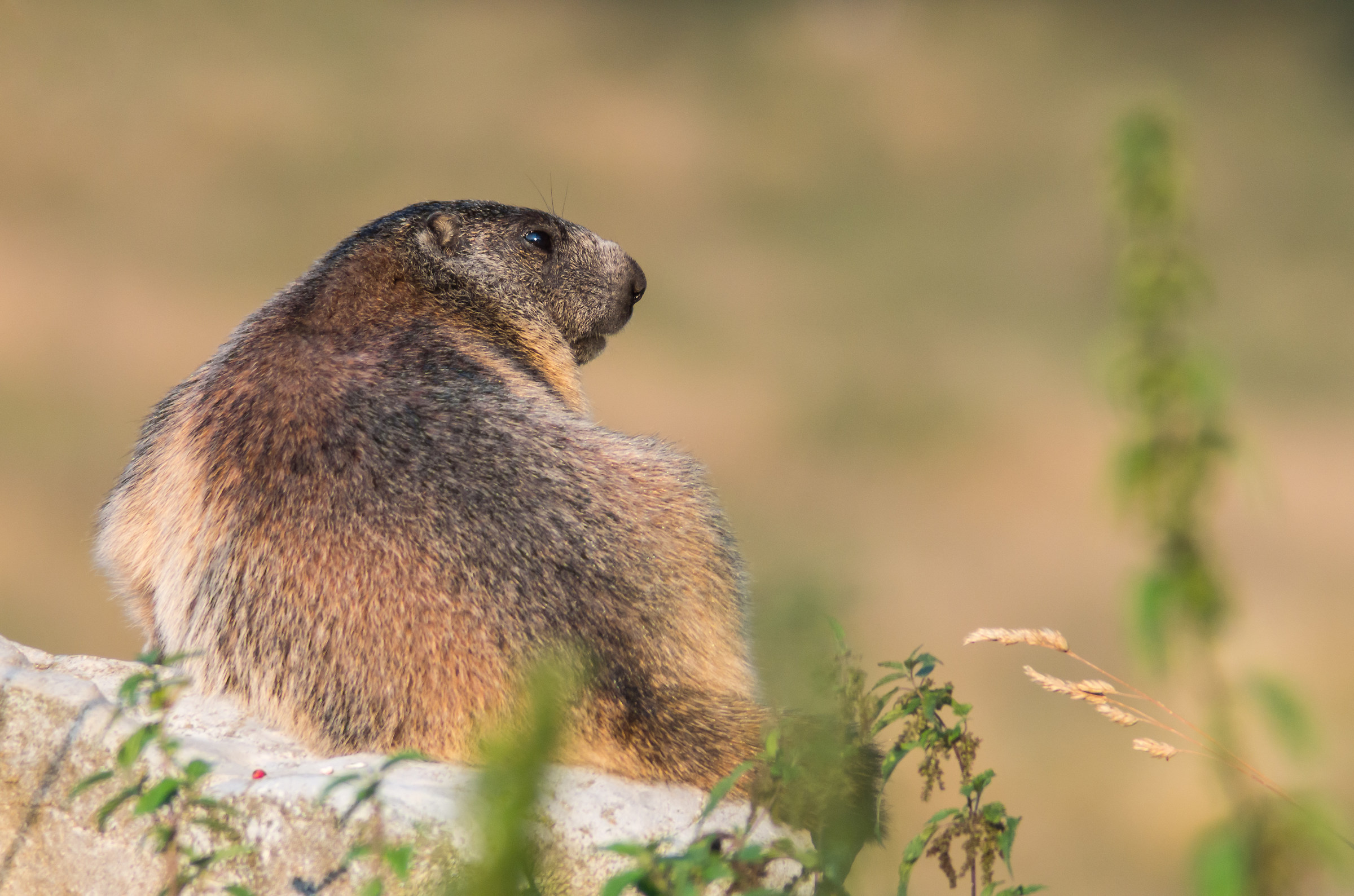 Marmot at sunset