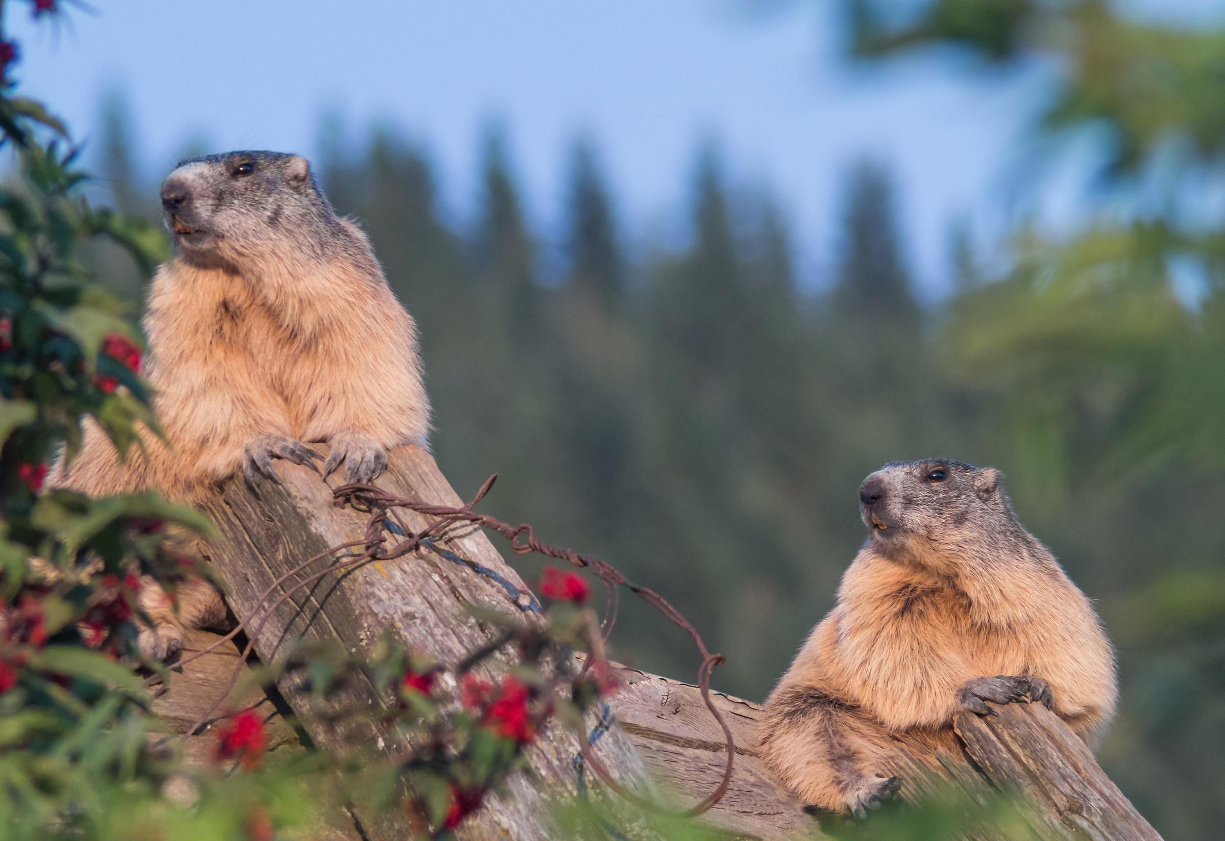 Two lookouts on the plateau