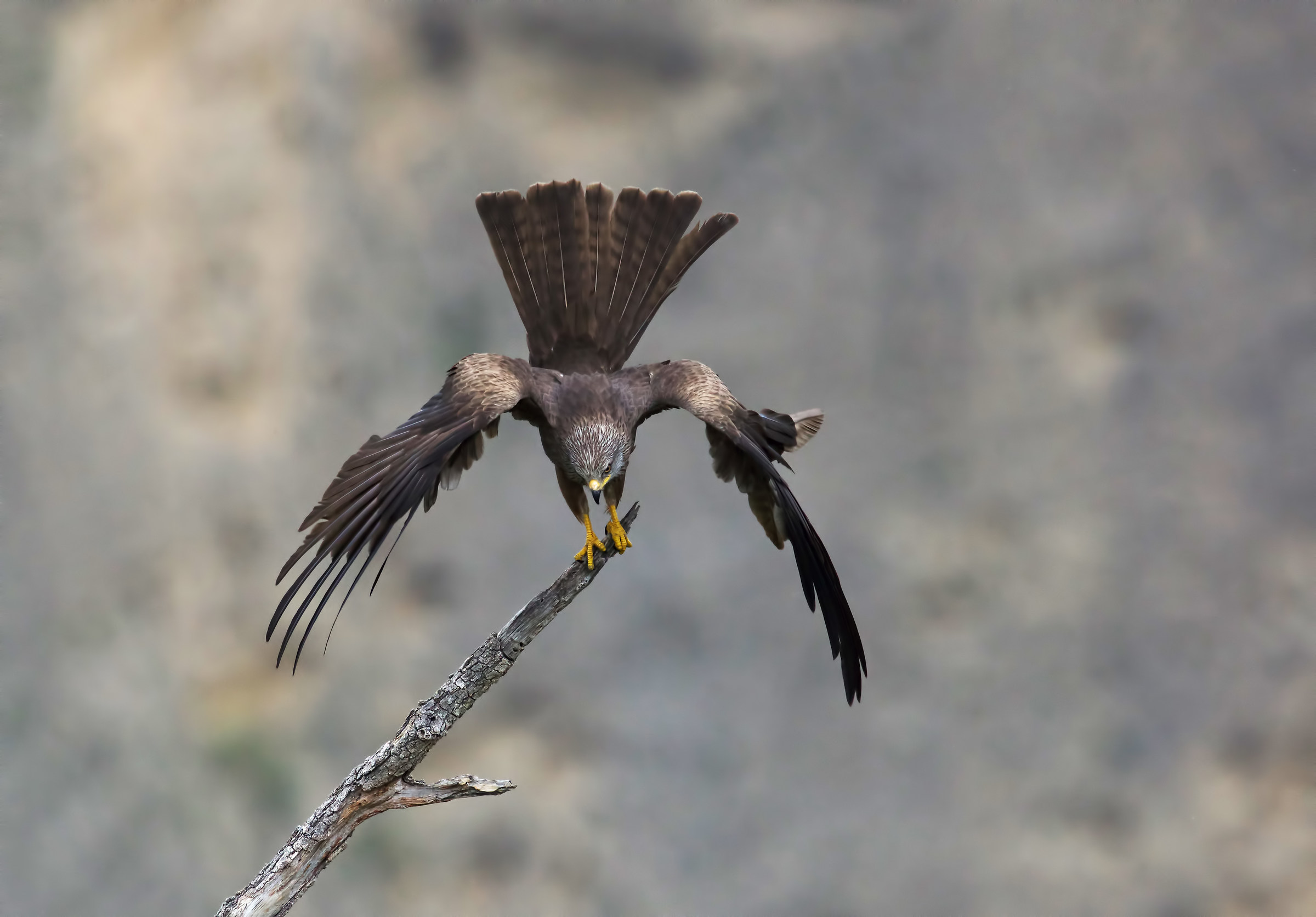 Nibbio bruno in atterraggio.