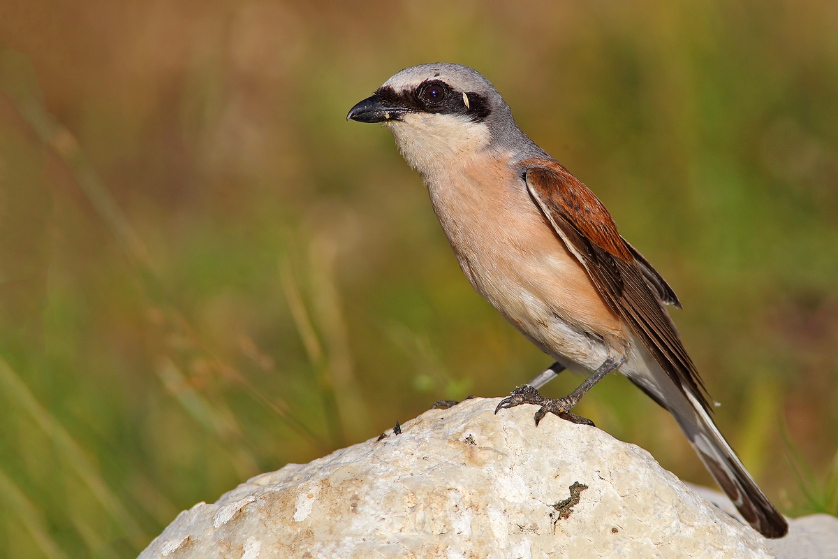 male shrike