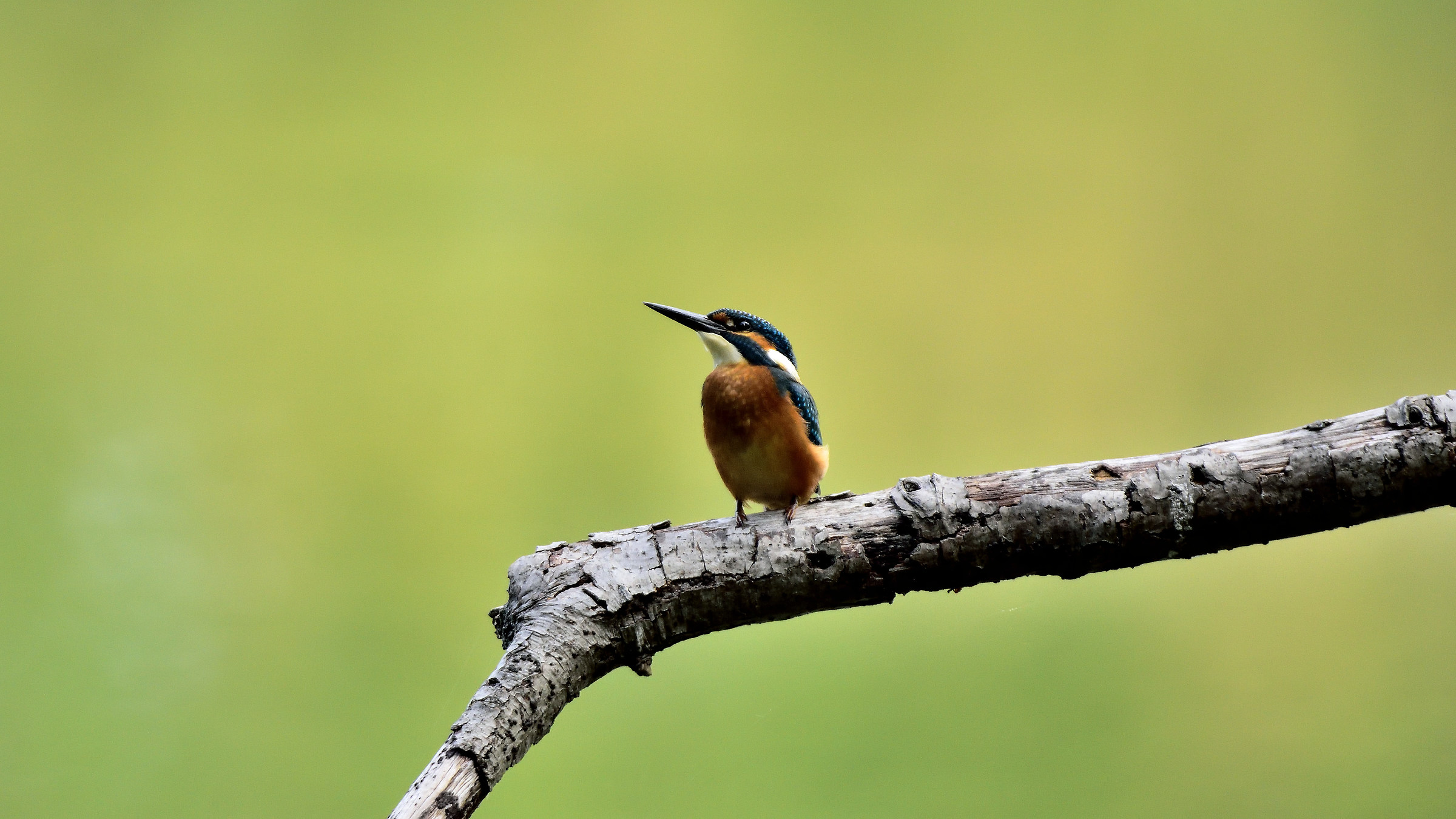 kingfisher