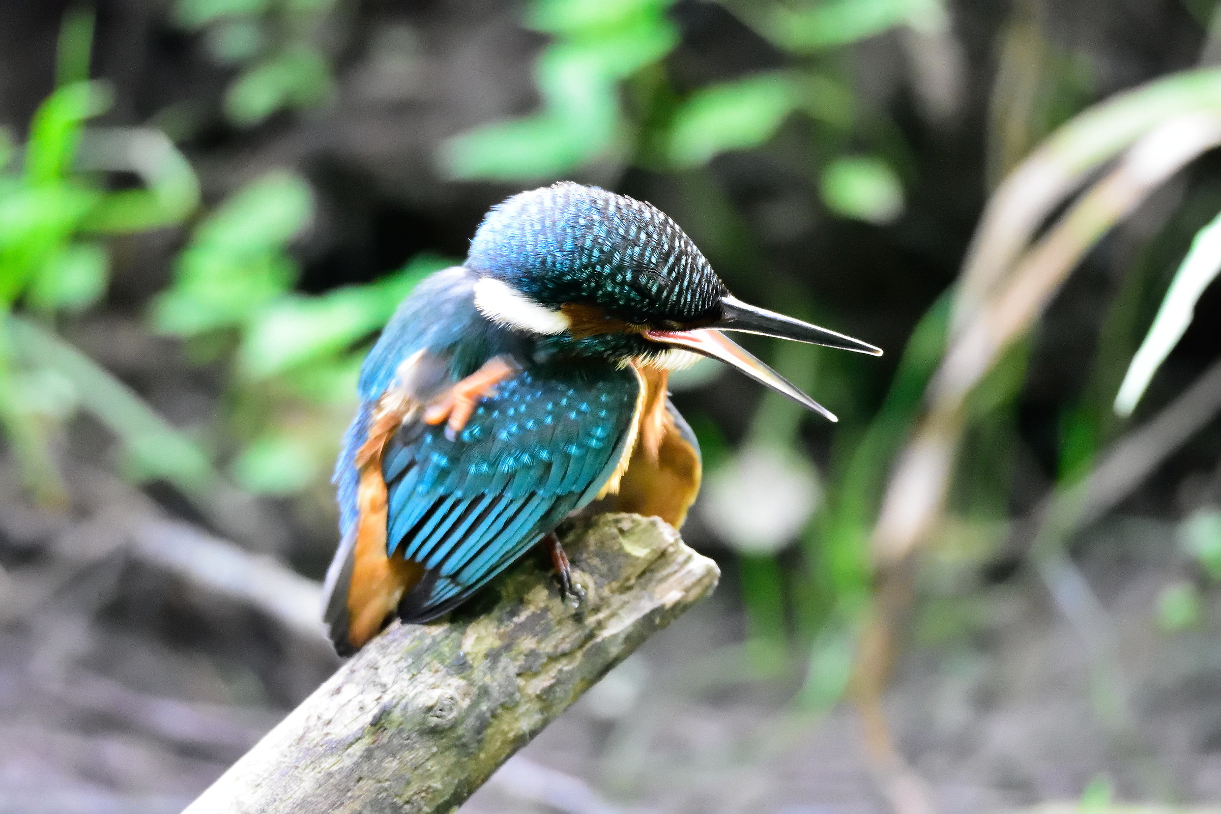kingfisher