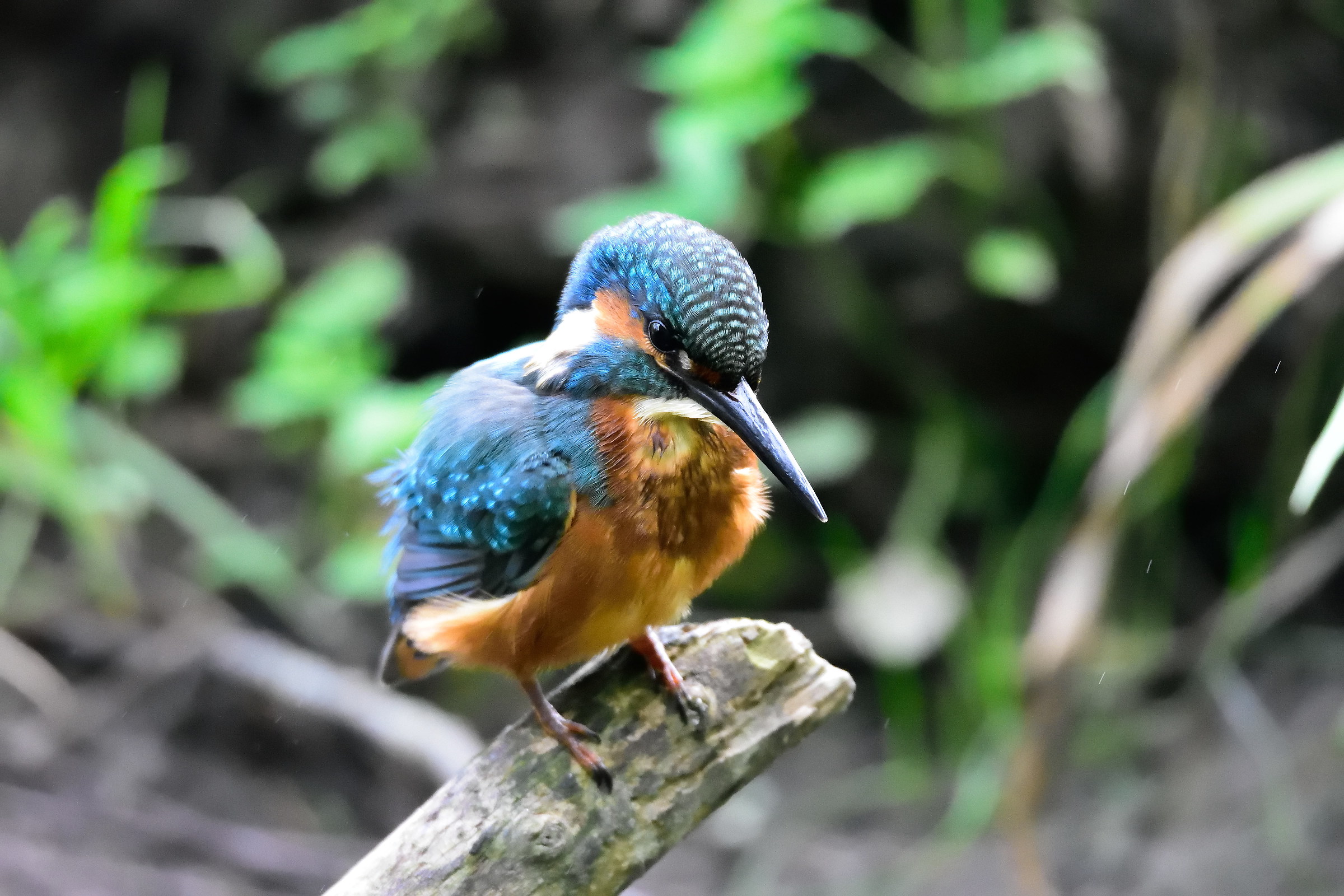 kingfisher