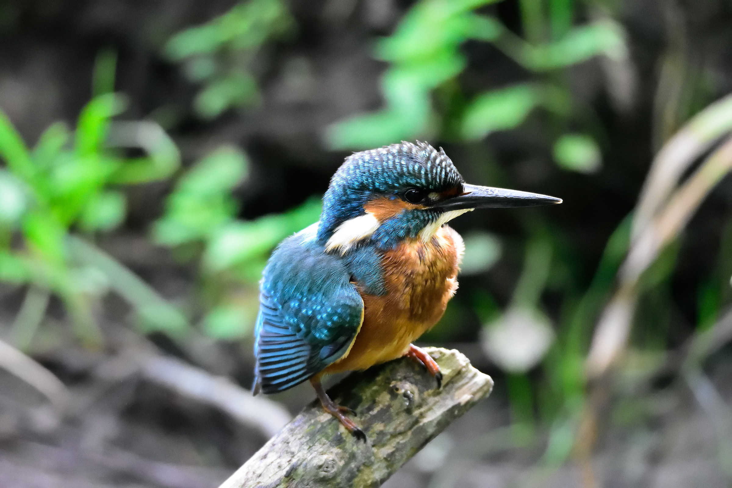 kingfisher