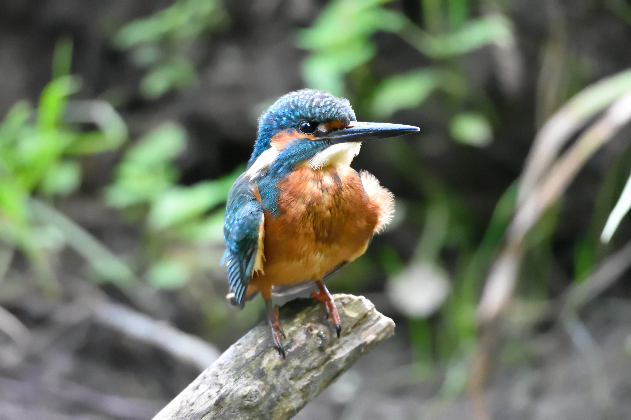 kingfisher
