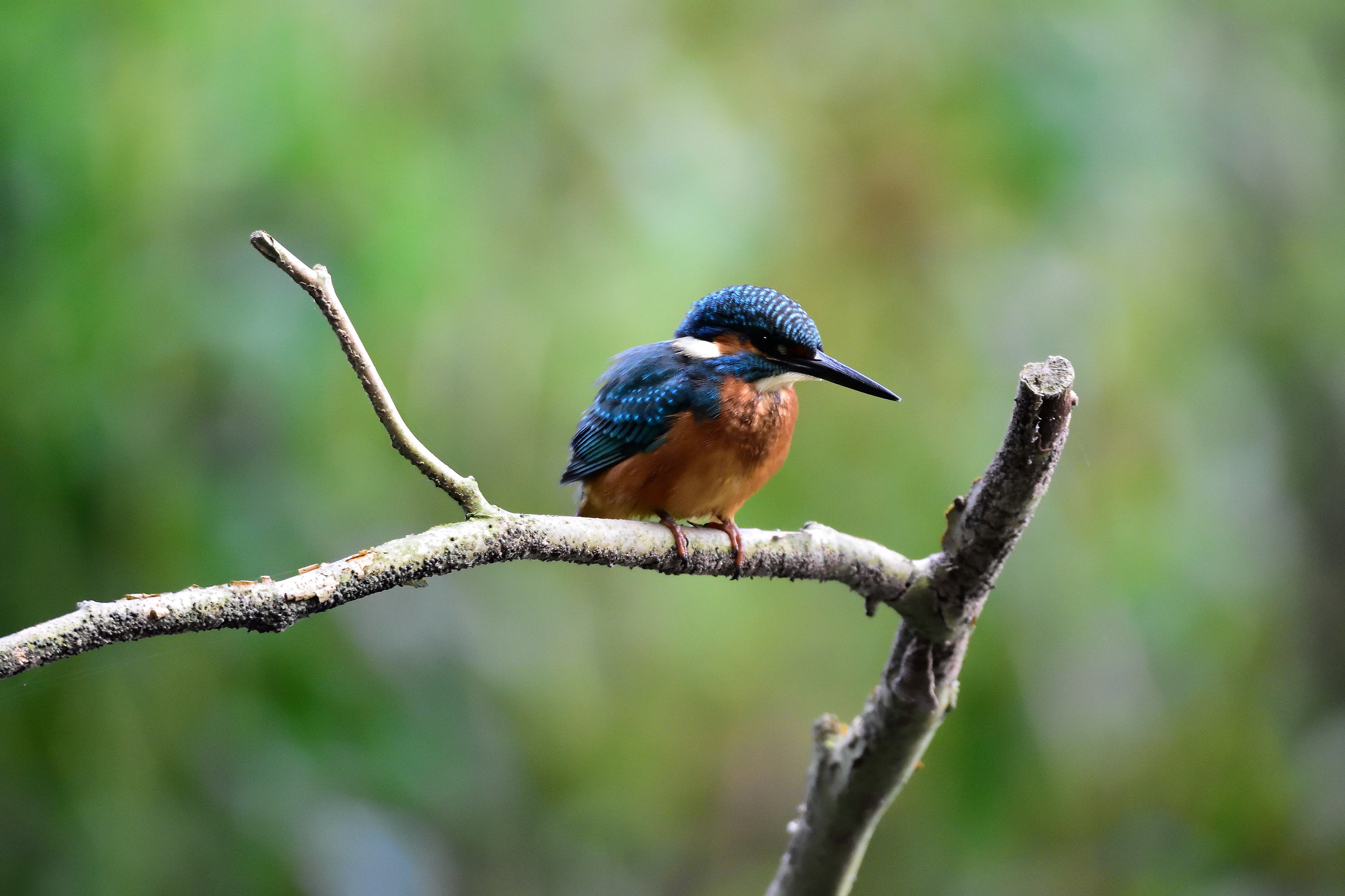 kingfisher