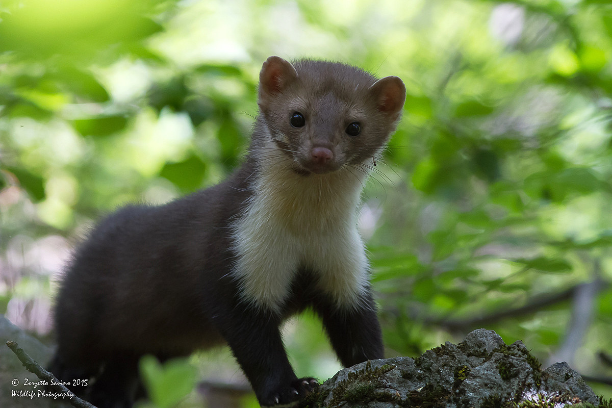 beech marten