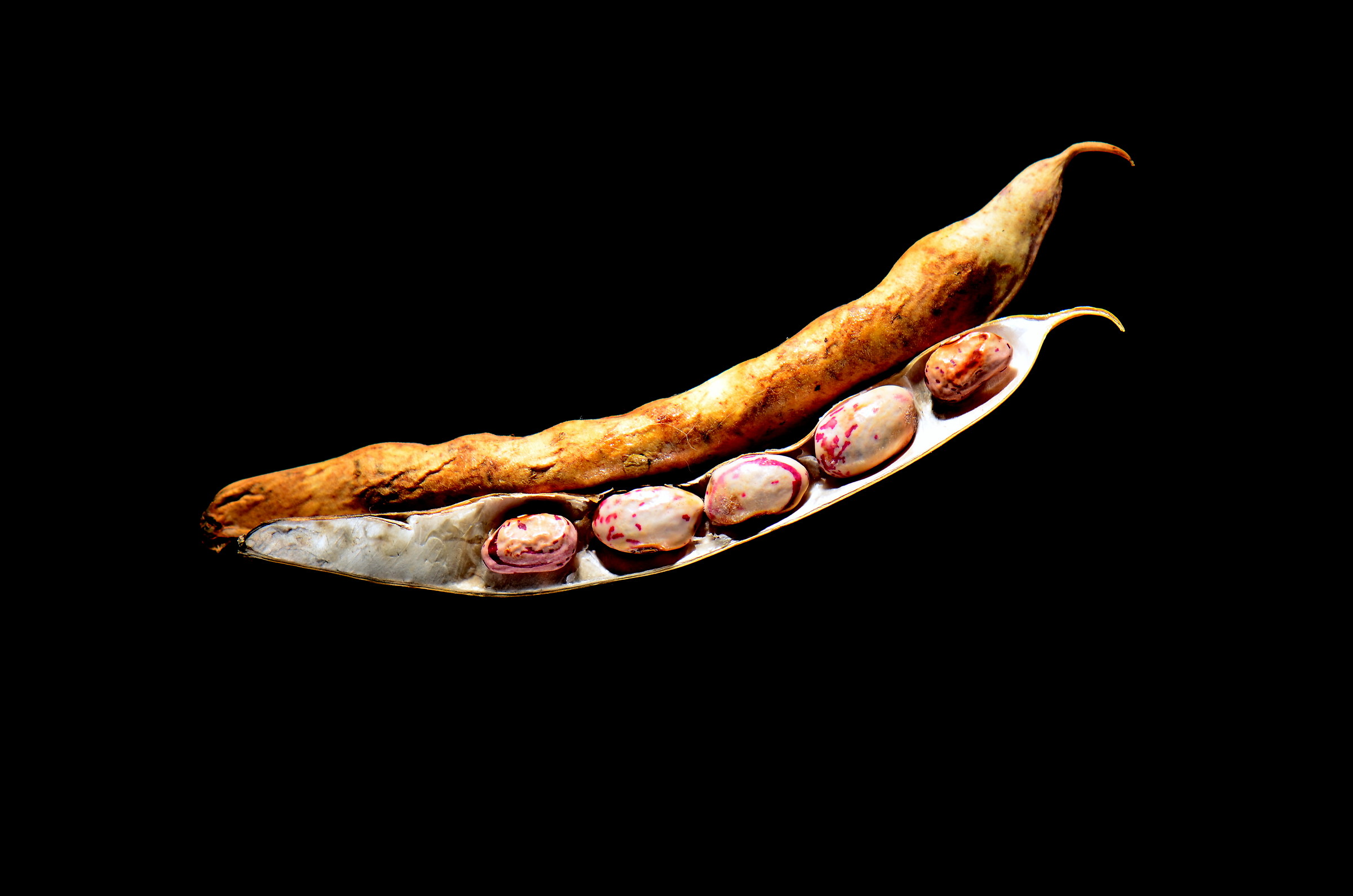 Beans in plain sight