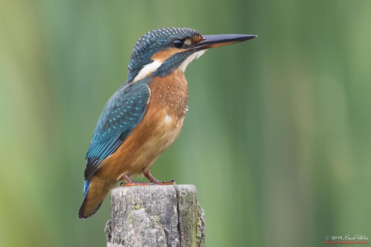 Kingfisher (Alcedo atthis)