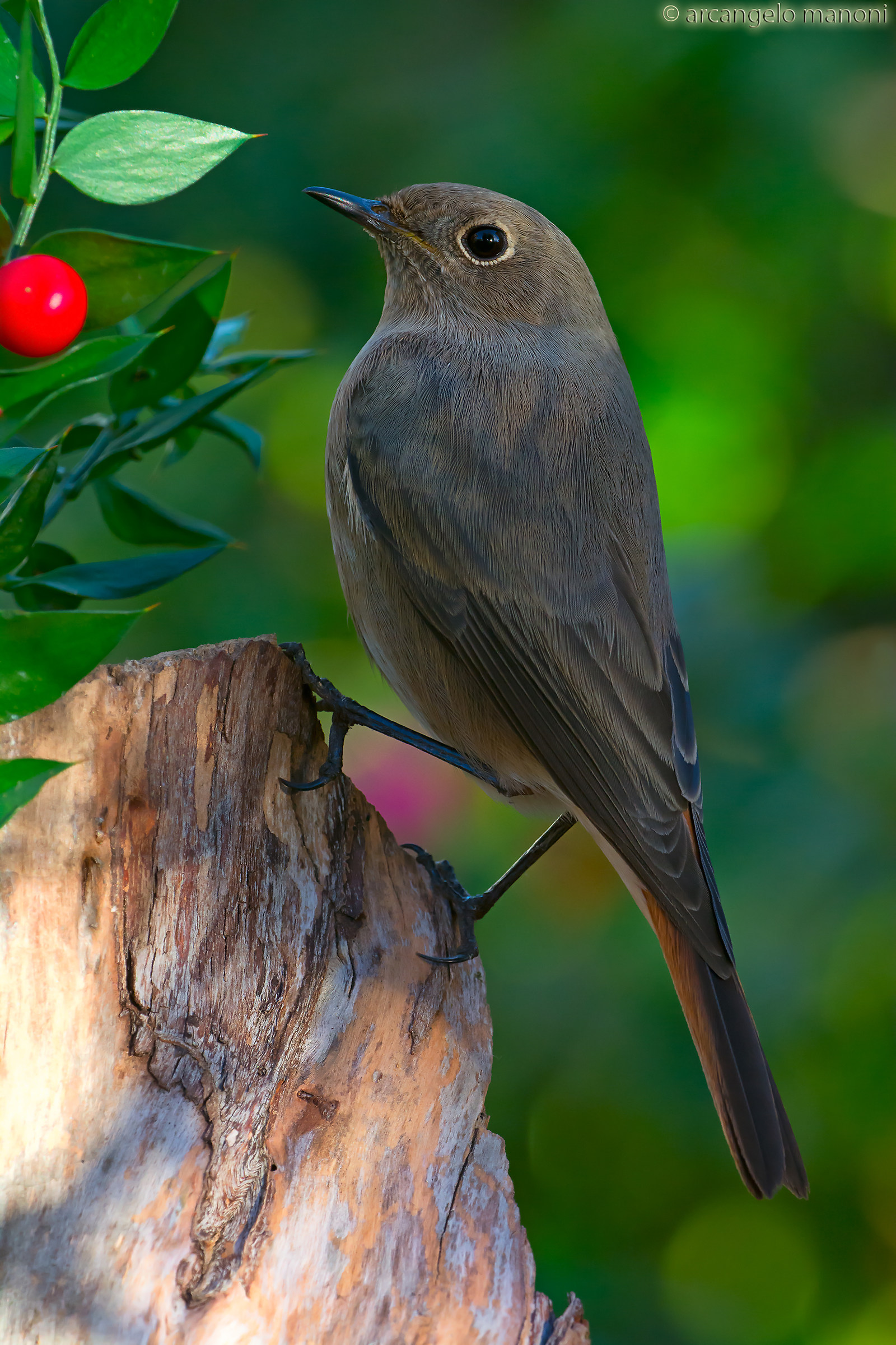Nella penombra del giardino