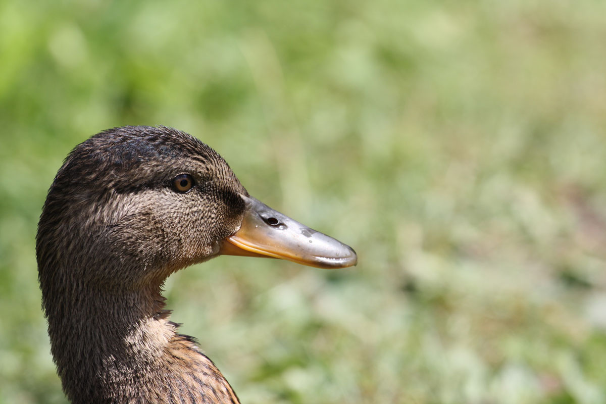 Germano Reale Femmina