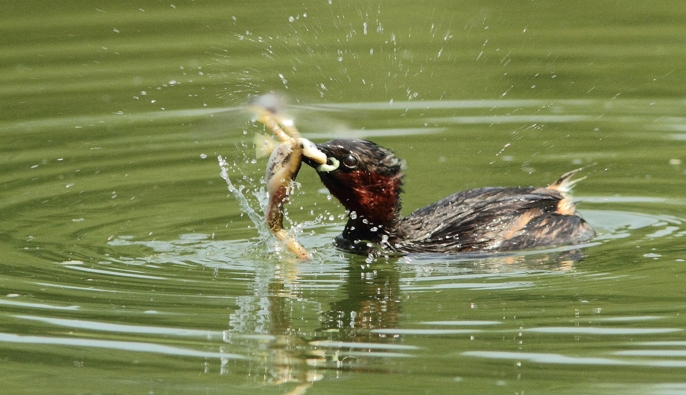 tuffetto con rana( Tachybaptus ruficollis)