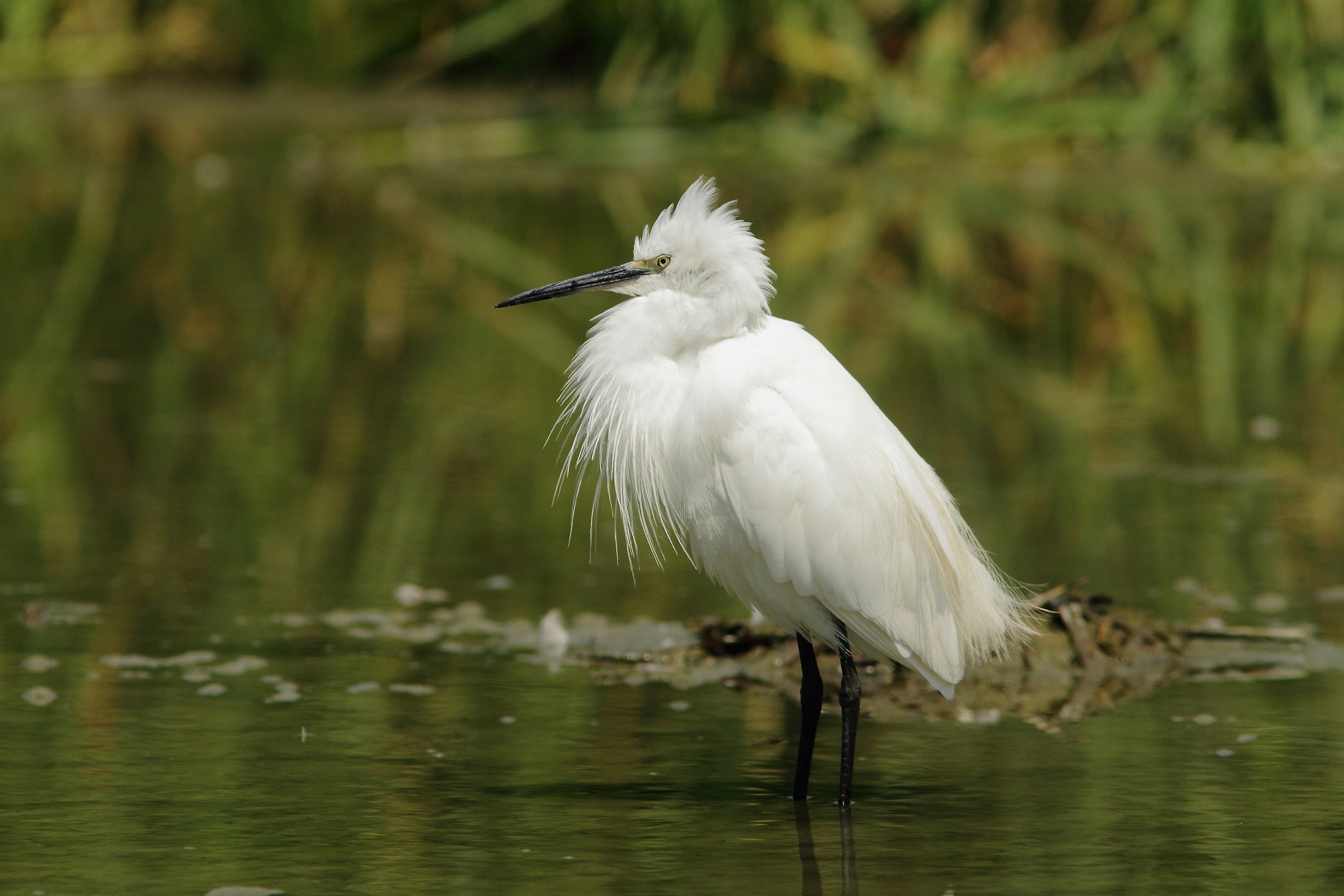 garzetta arrabbiata( Egretta garzetta)