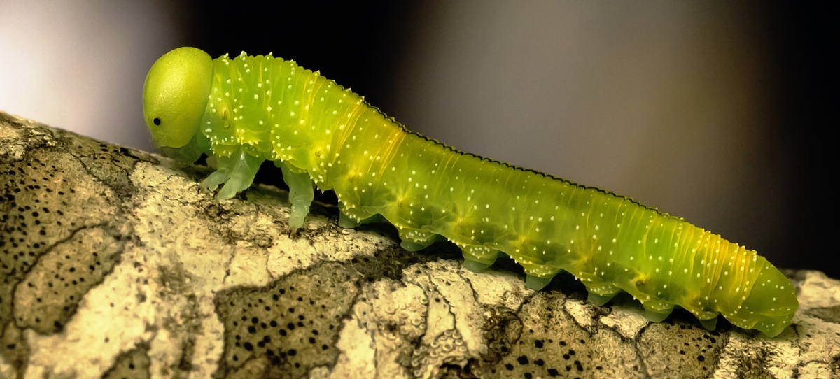 Oggi larva... domani vespa!