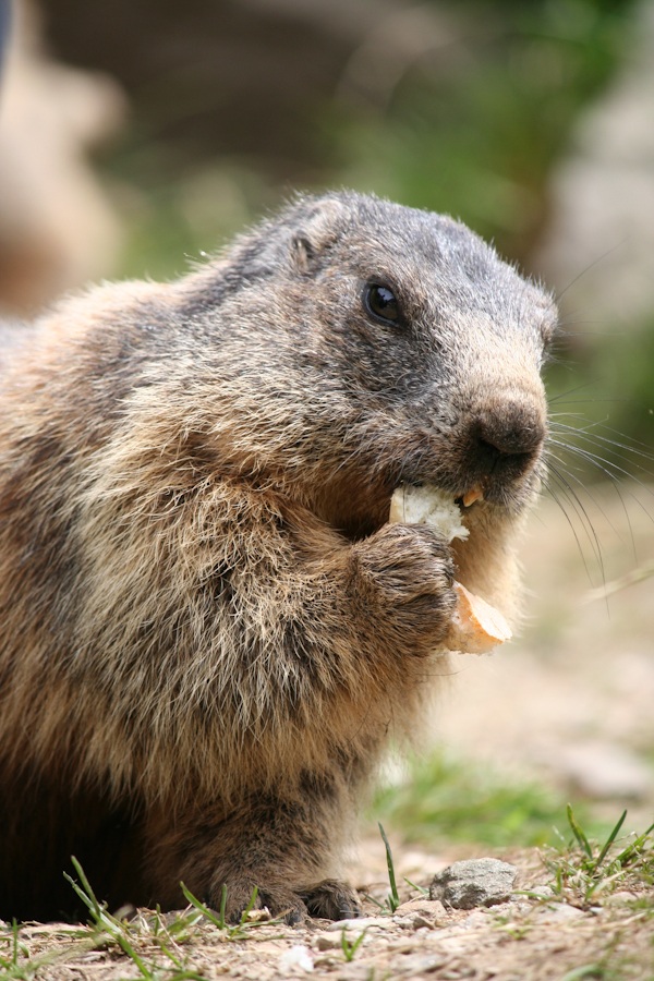 Marmotta