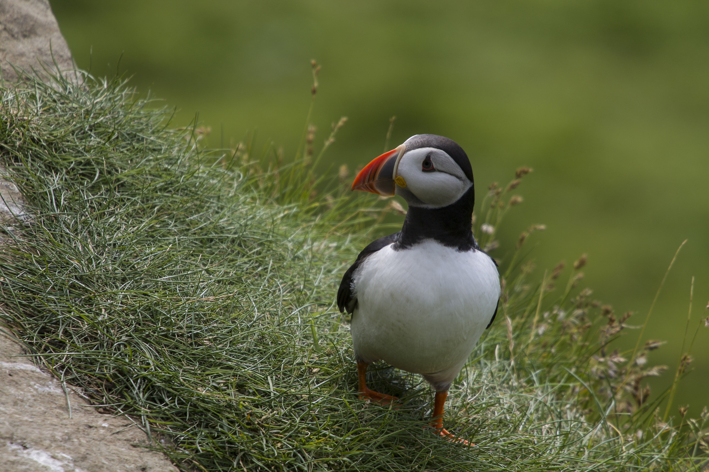 Puffin a Mykines