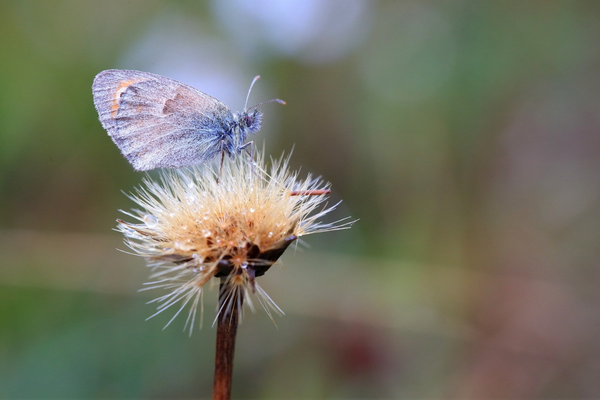 Coenonympha pamphilus
